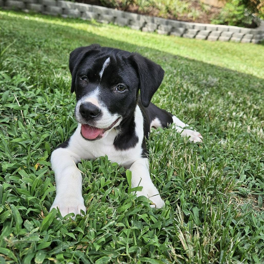 Opal, Adoptable, Puppy Female Cattle Dog & Mixed Breed.