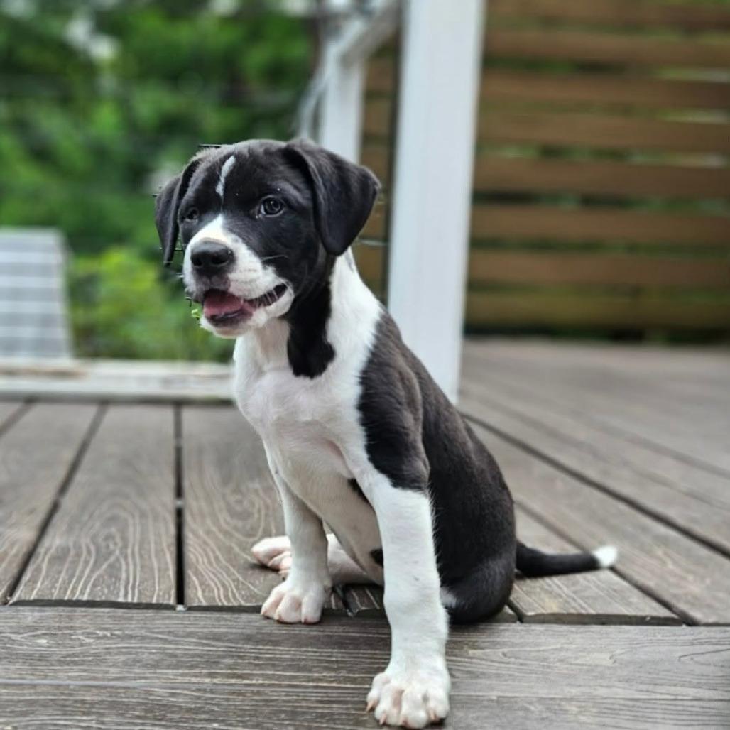 Opal, a Adoptable mixed breed in Griswold, CT image 2/5