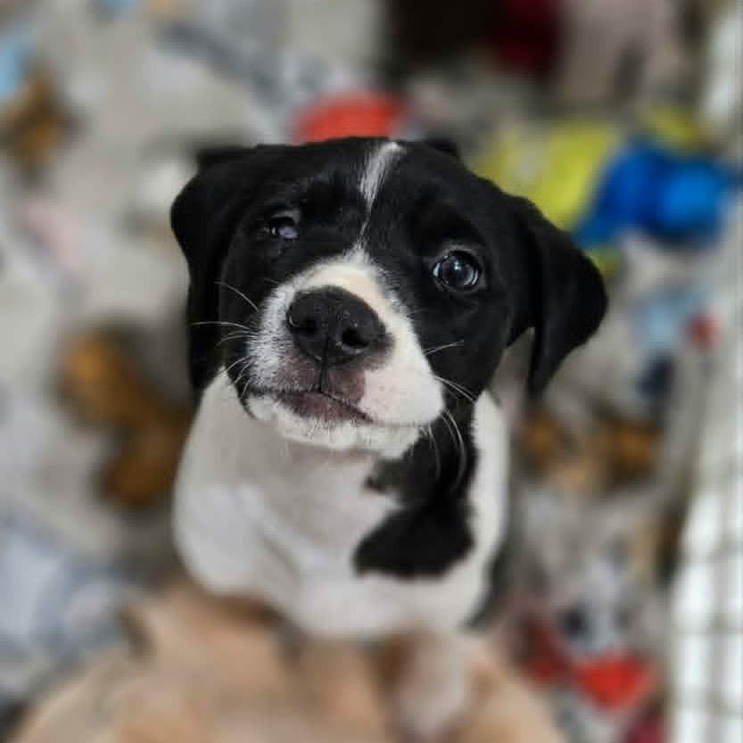 Opal, a Adoptable mixed breed in Griswold, CT image 3/5