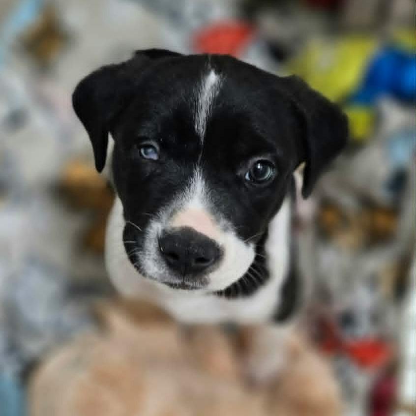 Opal, a Adoptable mixed breed in Griswold, CT image 4/5