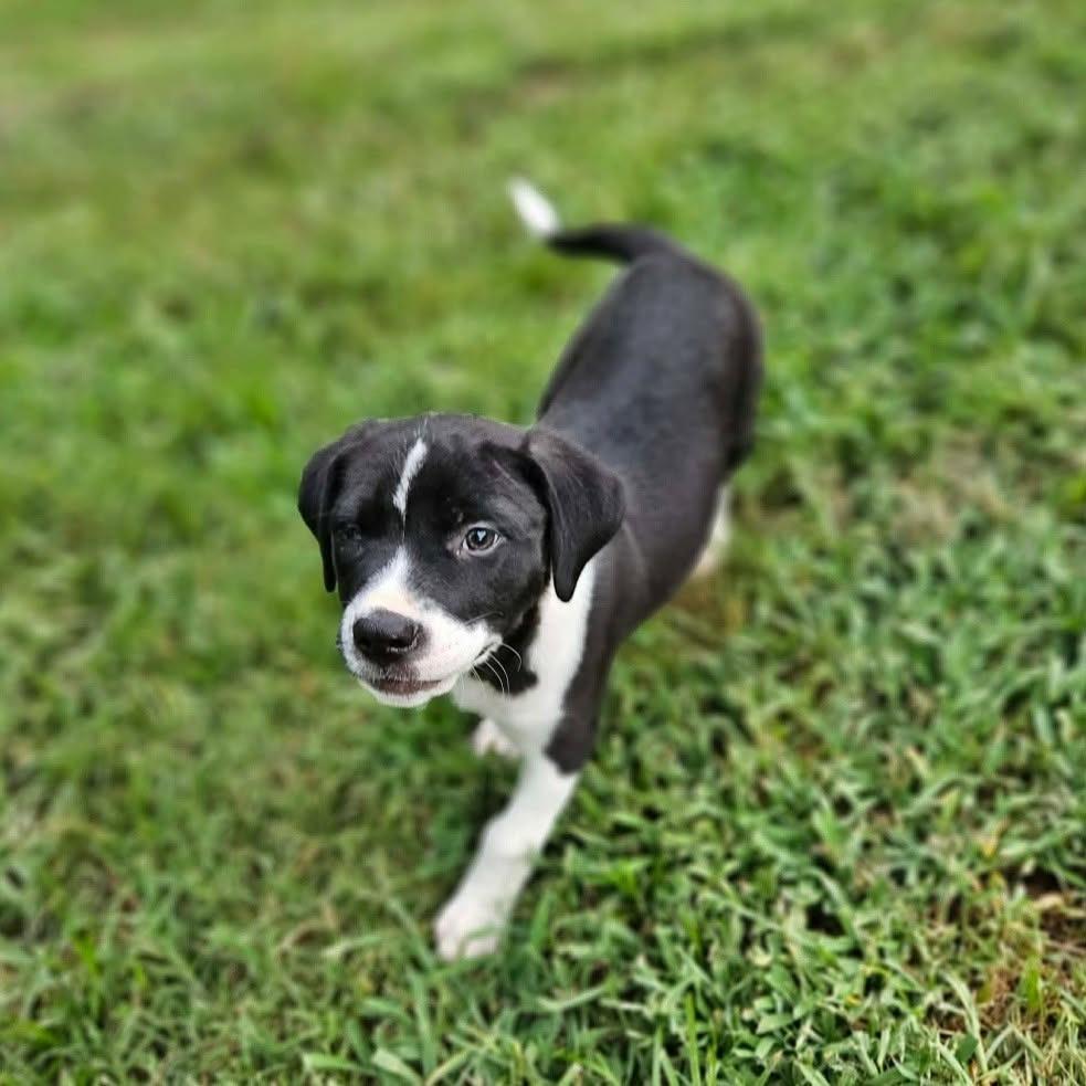 Opal, a Adoptable mixed breed in Griswold, CT image 5/5