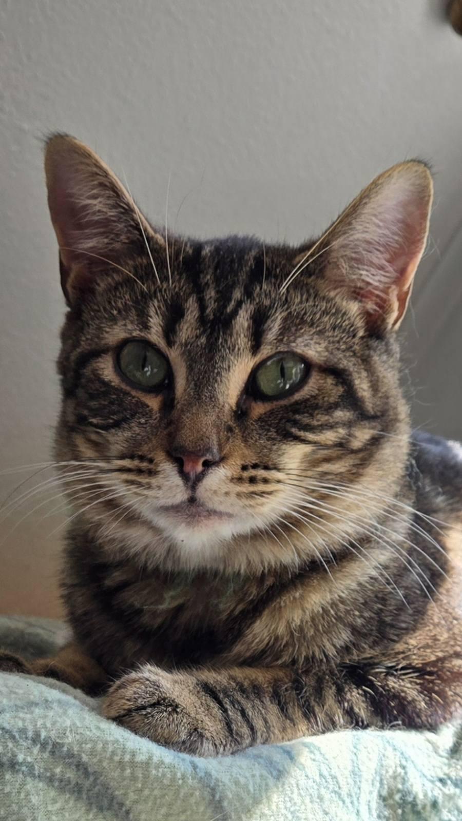 Enlarge Crockett, a Adoptable Domestic Short Hair in Chilliwack, BC image 3/4