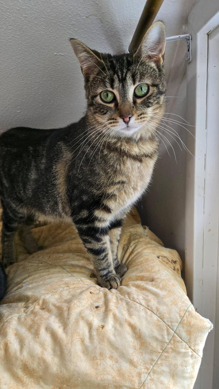 Enlarge Crockett, a Adoptable Domestic Short Hair in Chilliwack, BC image 4/4