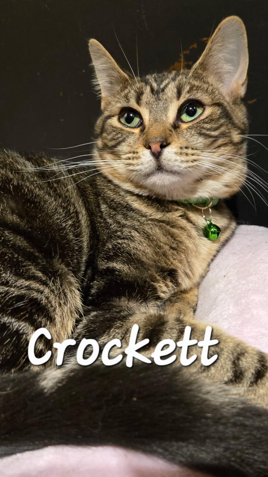 Crockett, Adoptable, Young Male Domestic Short Hair.