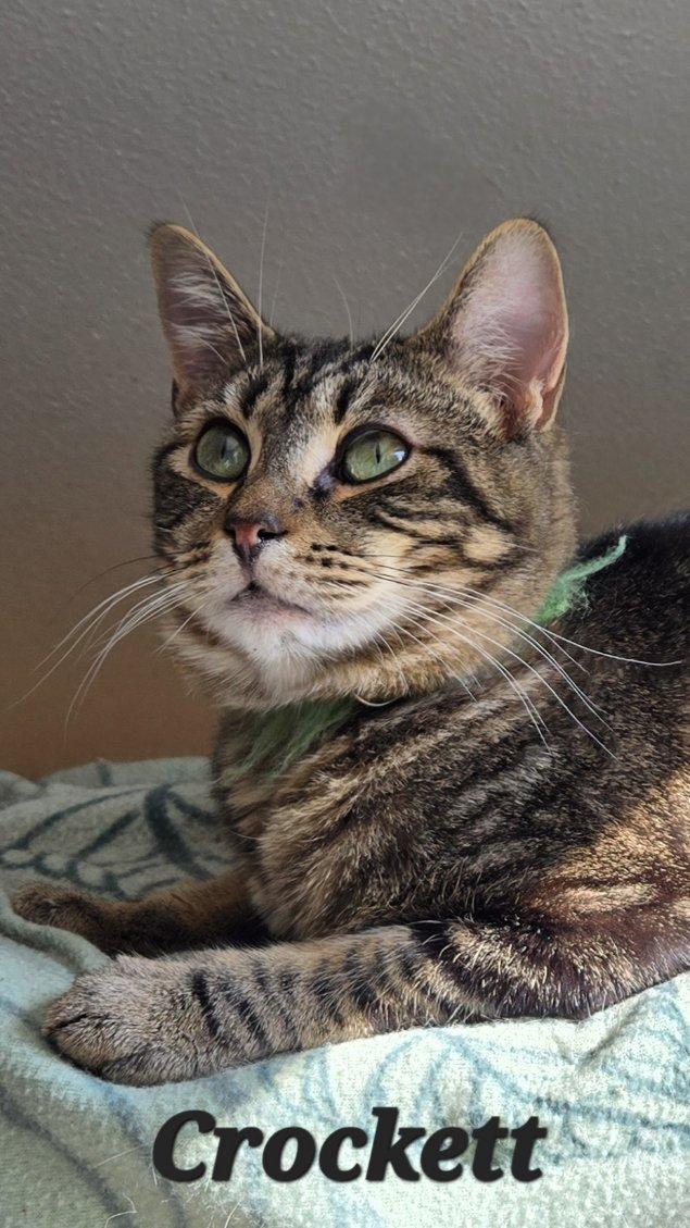 Enlarge Crockett, a Adoptable Domestic Short Hair in Chilliwack, BC image 2/4