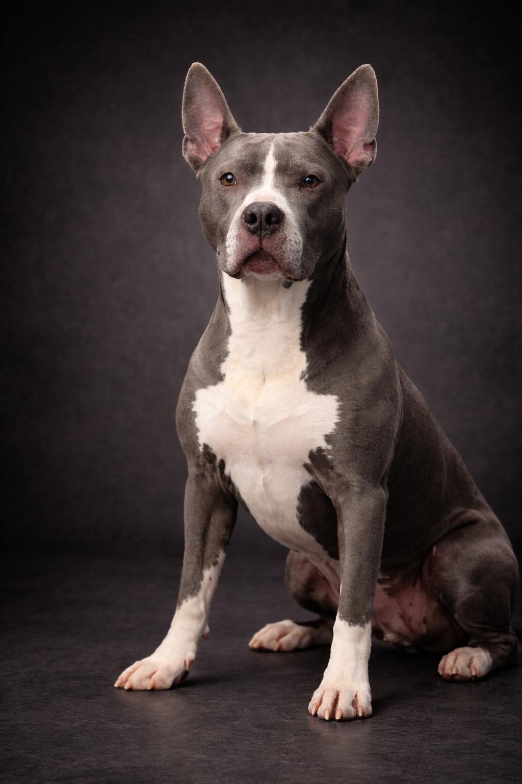 Rocky, adopted, Senior Male Pit Bull Terrier.