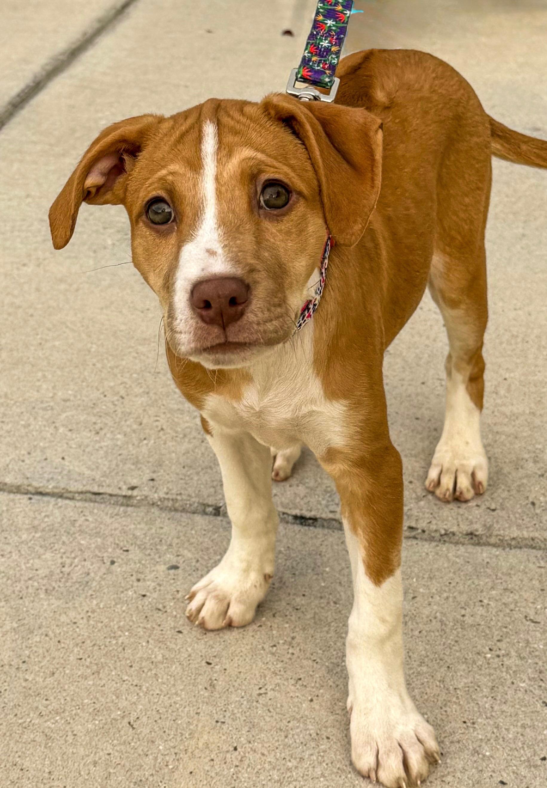 SAPPHIRE, adopted, Puppy Female Rhodesian Ridgeback.