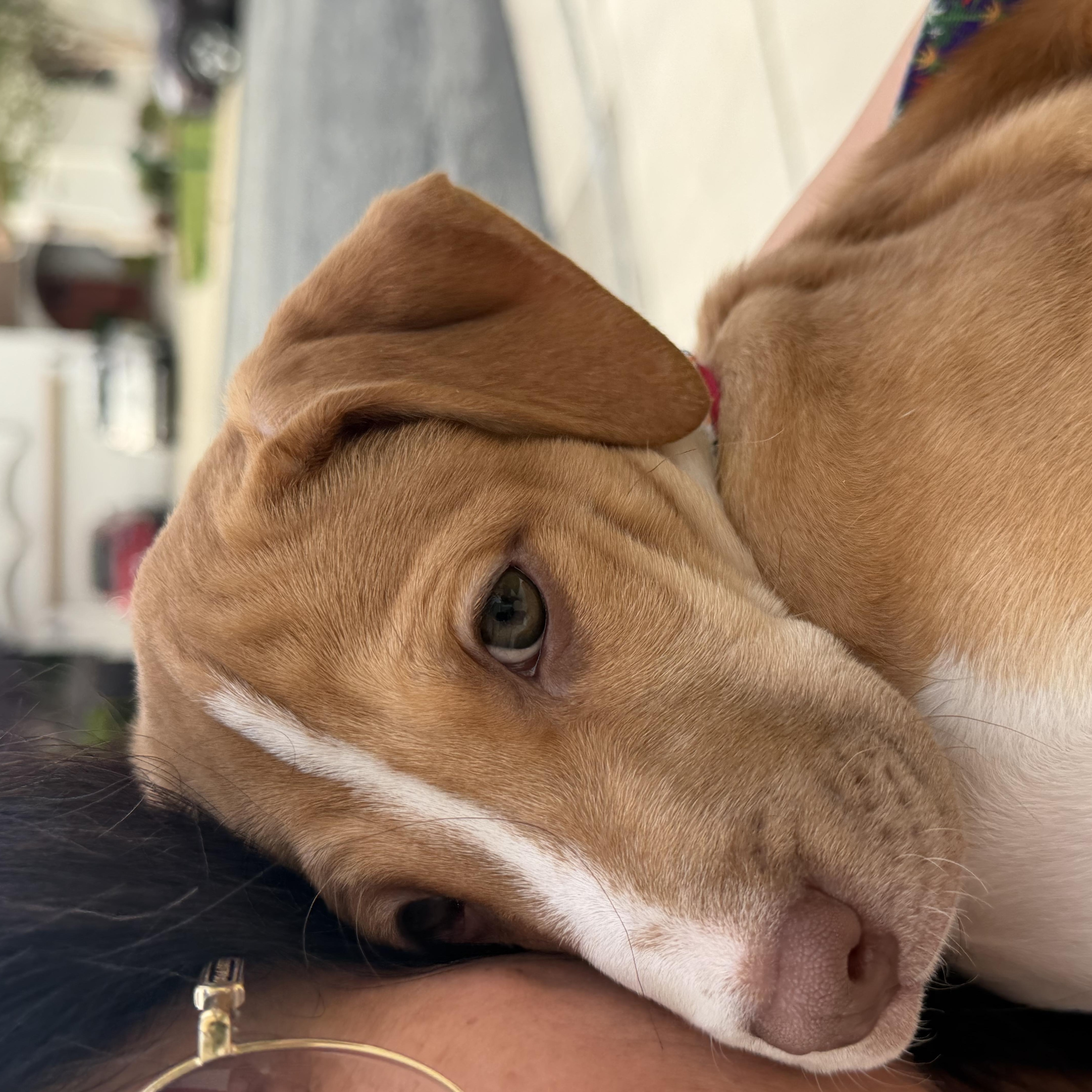 SAPPHIRE, an adopted mixed breed in Oroville , CA image 2/3