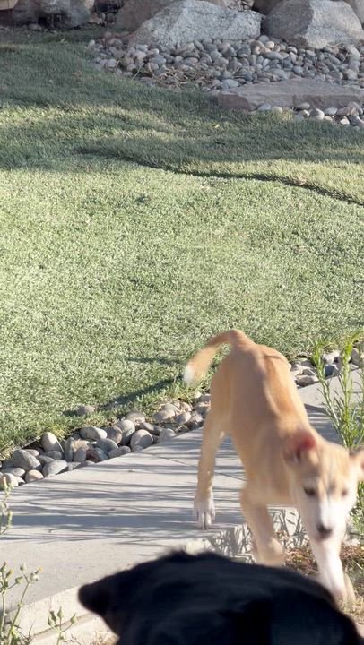 Enlarge SAPPHIRE, an adopted mixed breed in Oroville , CA video 3/3