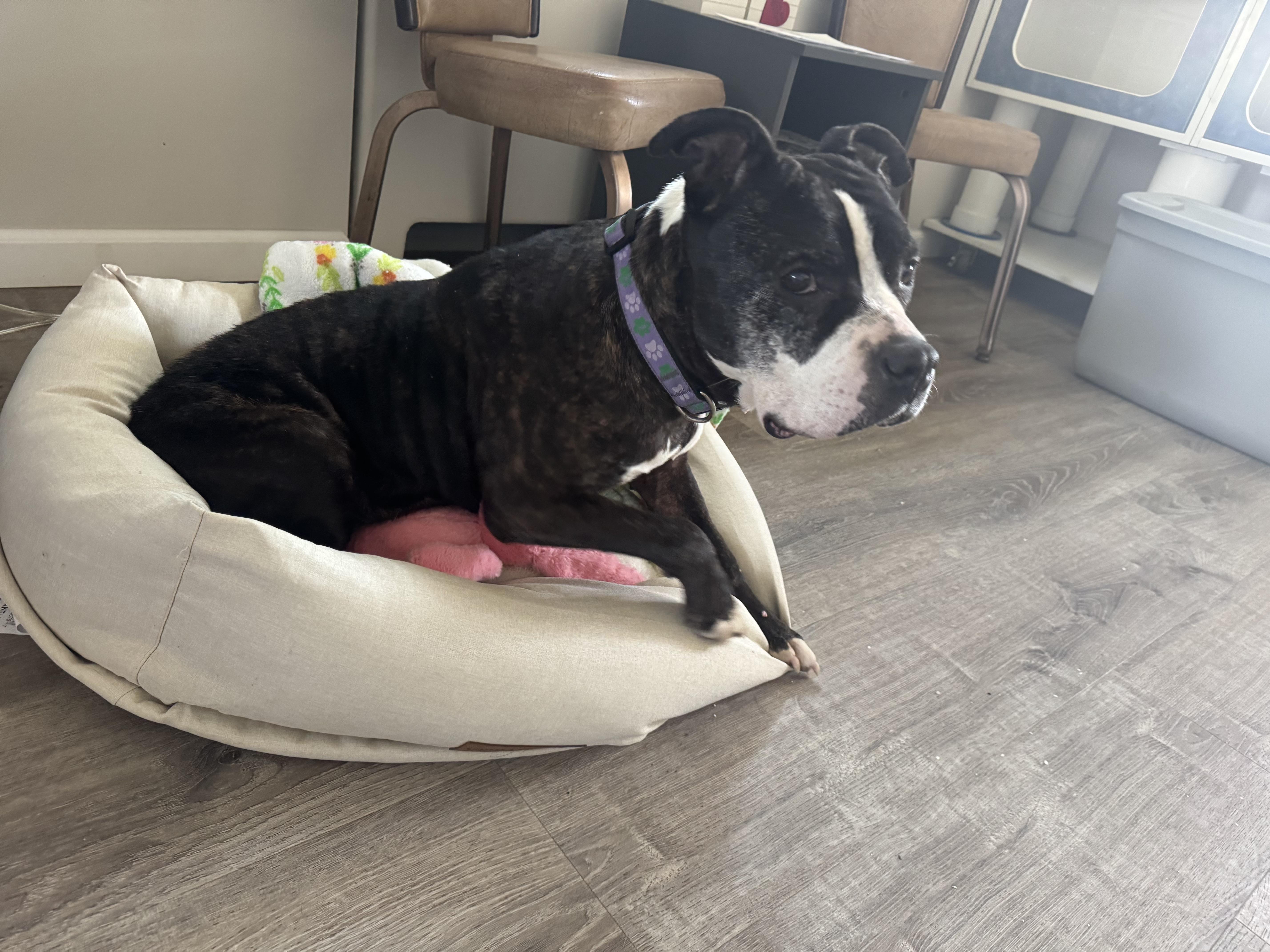 Enlarge Baby, a ADOPTABLE mixed breed in Salem, OH image 1/1