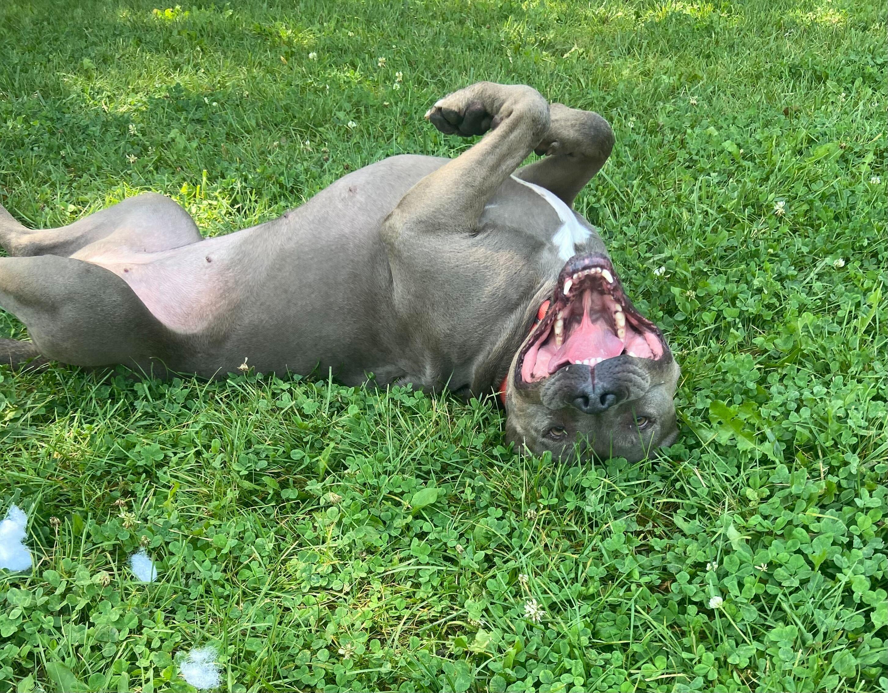 Enlarge Teppin, a Adoptable American Staffordshire Terrier in Grayslake, IL image 1/4