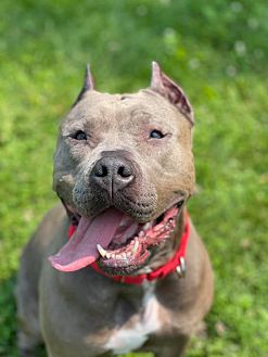 Enlarge Teppin, a Adoptable American Staffordshire Terrier in Grayslake, IL image 2/4