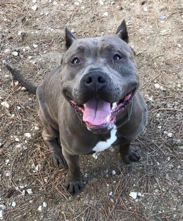 Enlarge Teppin, a Adoptable American Staffordshire Terrier in Grayslake, IL image 3/4