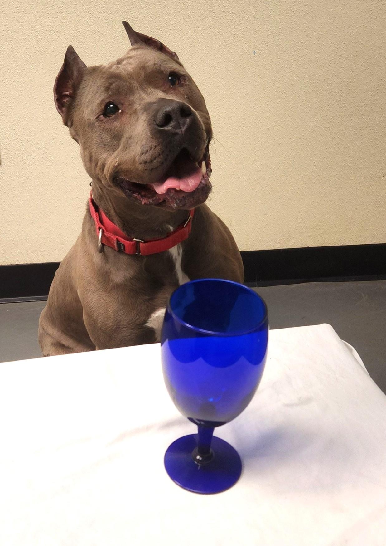 Enlarge Teppin, a Adoptable American Staffordshire Terrier in Grayslake, IL image 4/4