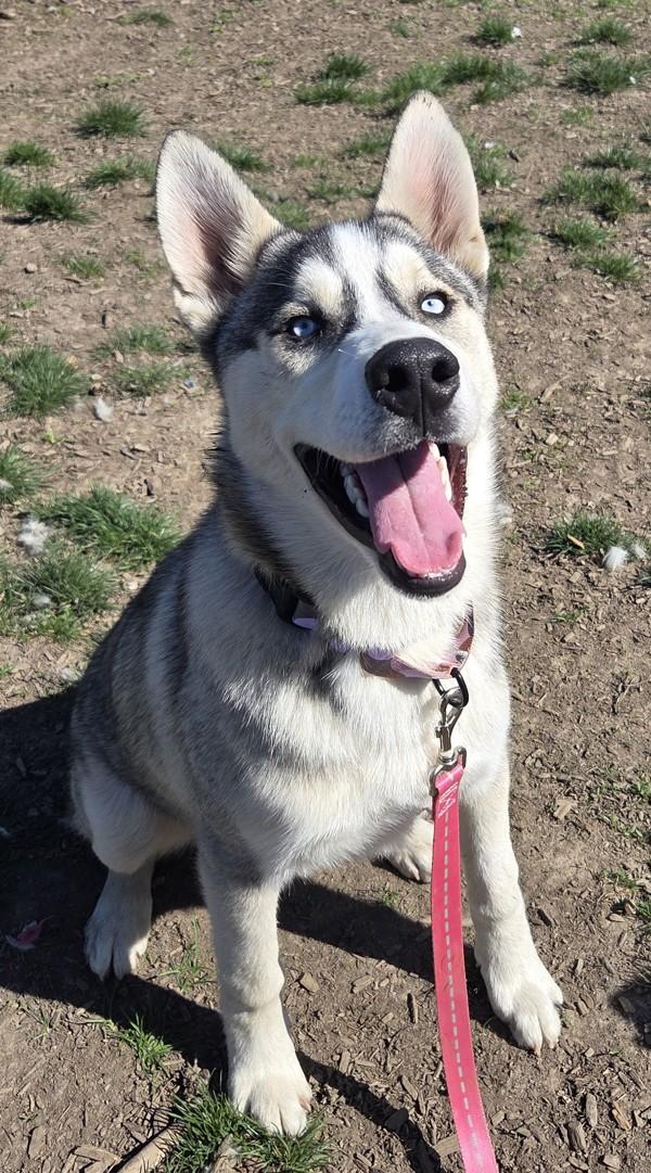Trixster, Adoptable, Young Male Siberian Husky.