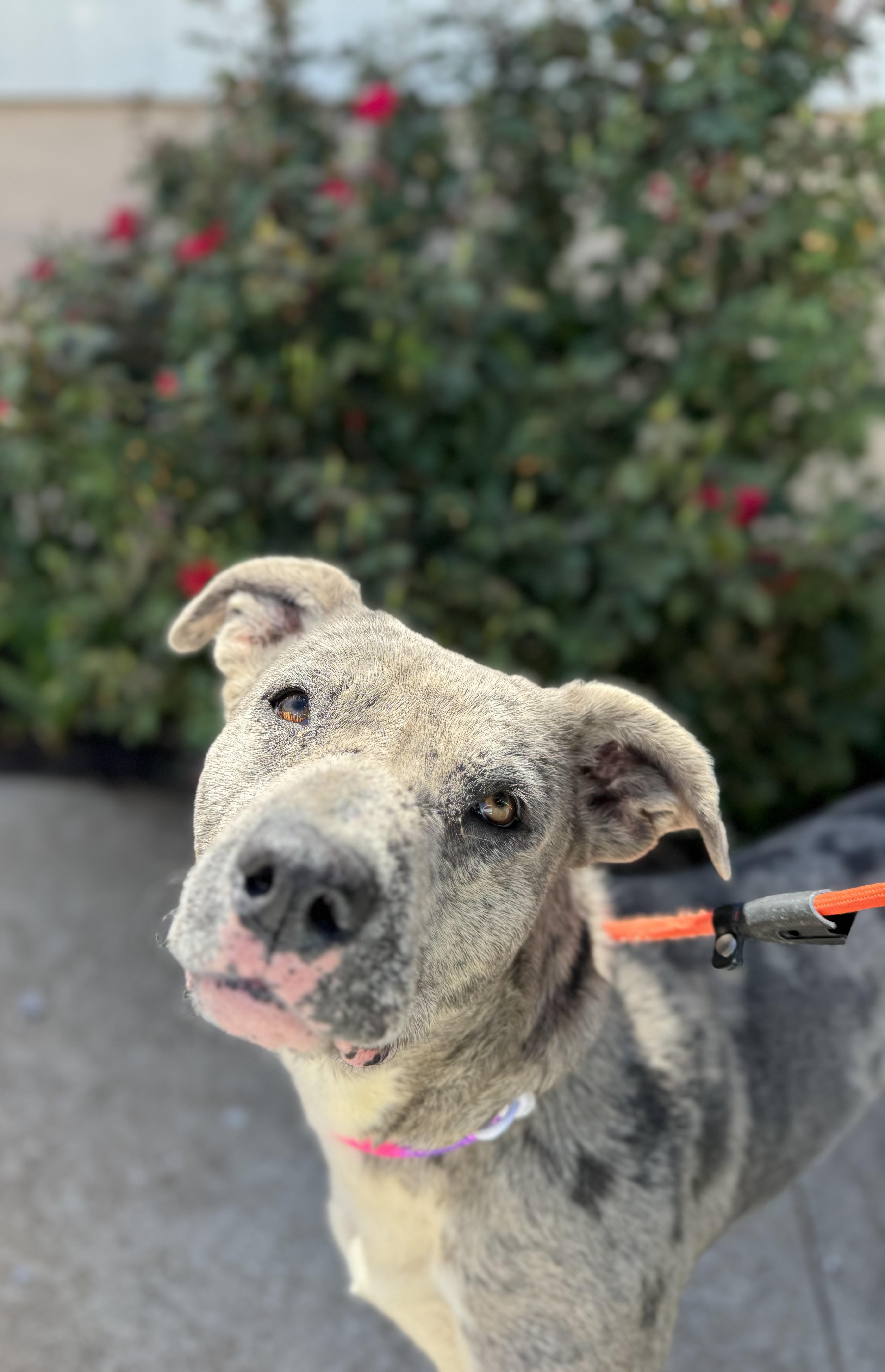Alice , ADOPTABLE, Adult Female Mixed Breed.