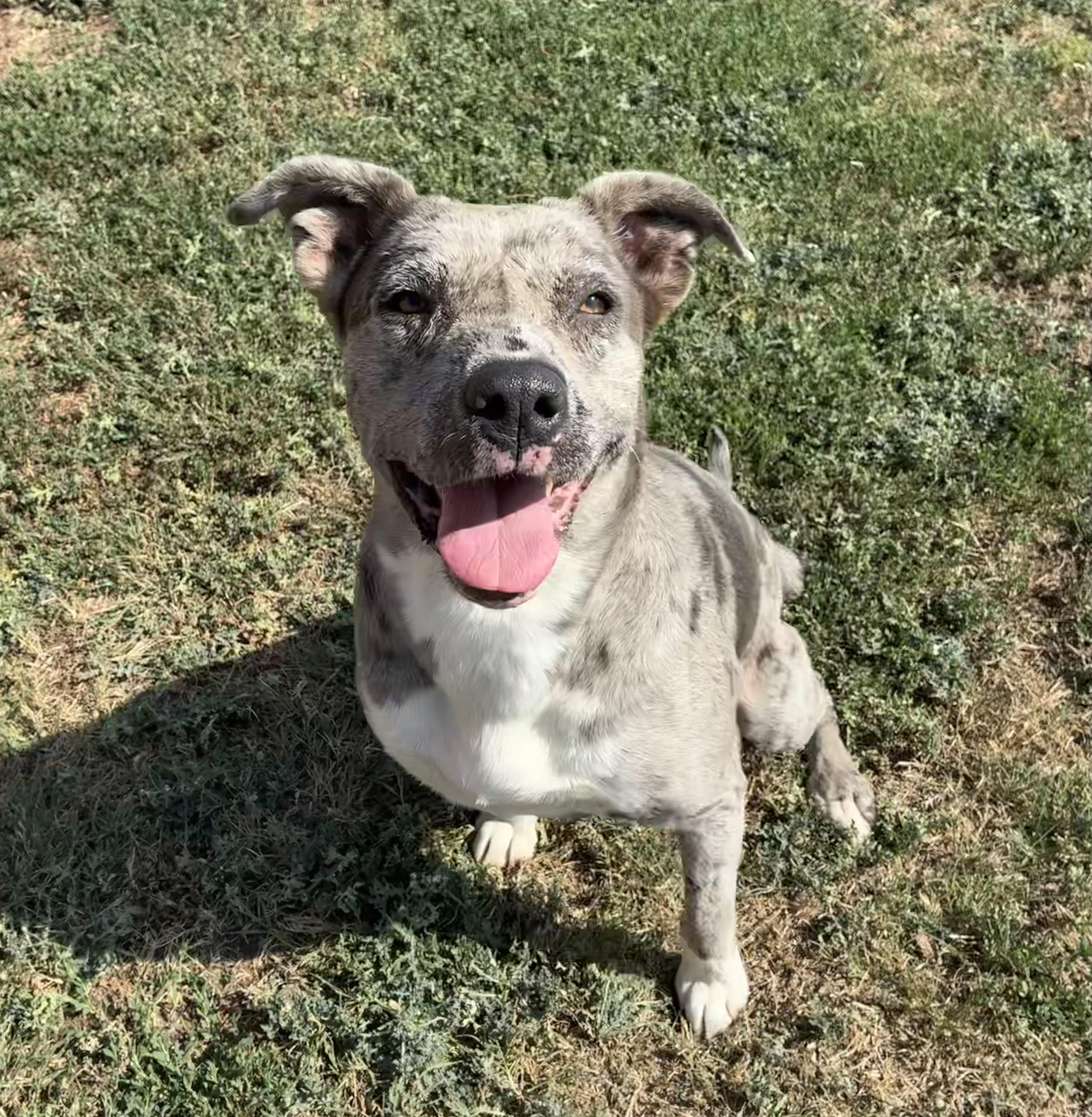 Enlarge Alice , a ADOPTABLE Mixed Breed in Chickasha, OK image 2/5
