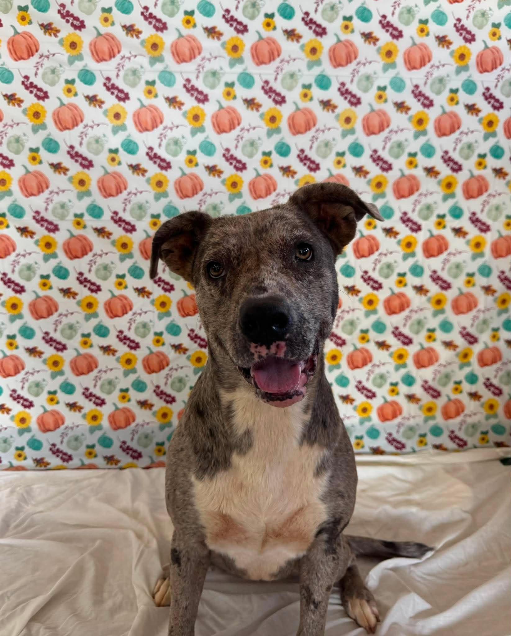 Enlarge Alice , a Adoptable mixed breed in Chickasha, OK image 1/3