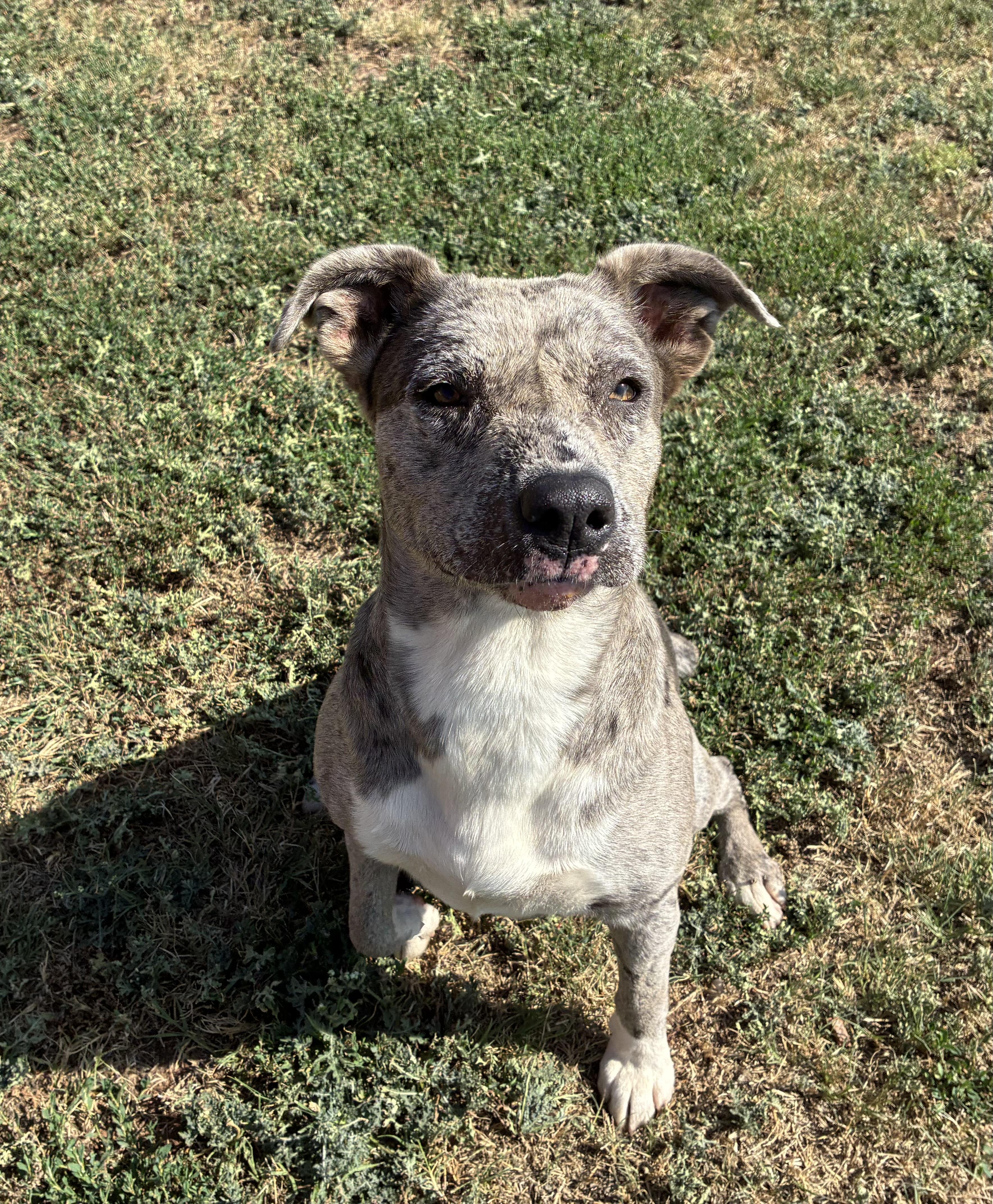 Enlarge Alice , a ADOPTABLE Mixed Breed in Chickasha, OK image 5/5
