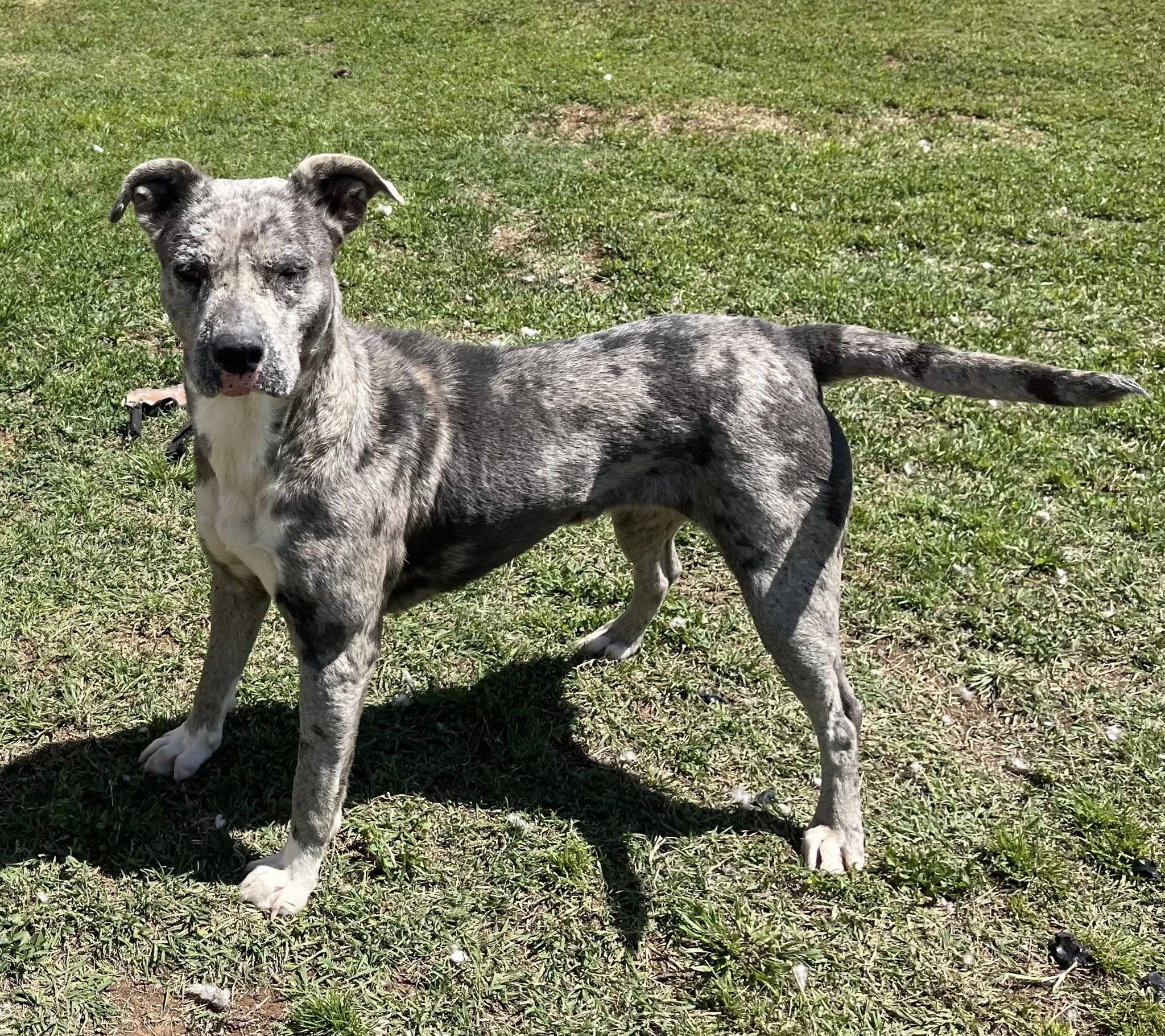 Enlarge Alice , a ADOPTABLE Mixed Breed in Chickasha, OK image 3/3