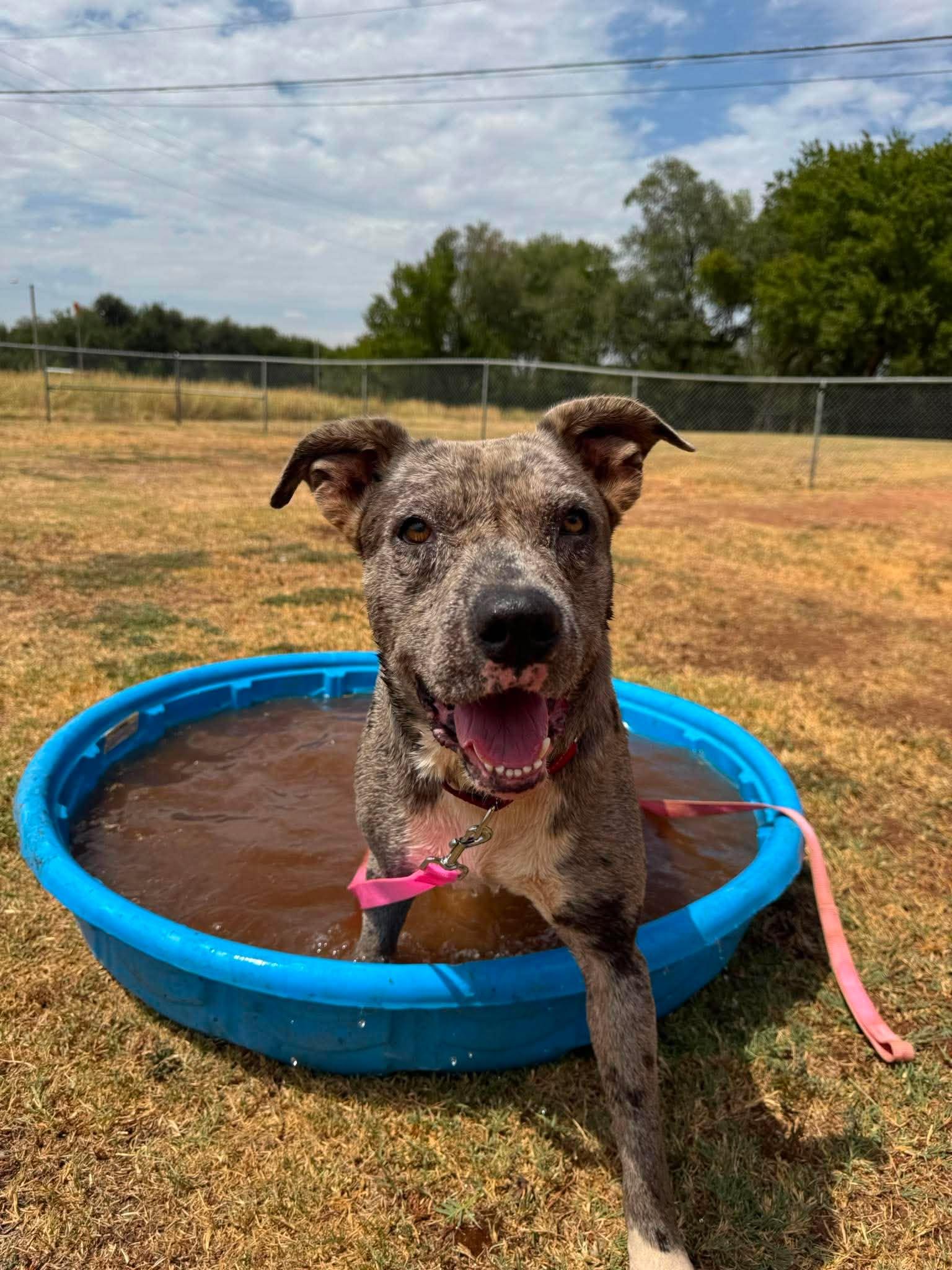 Enlarge Alice , a Adoptable mixed breed in Chickasha, OK image 2/3