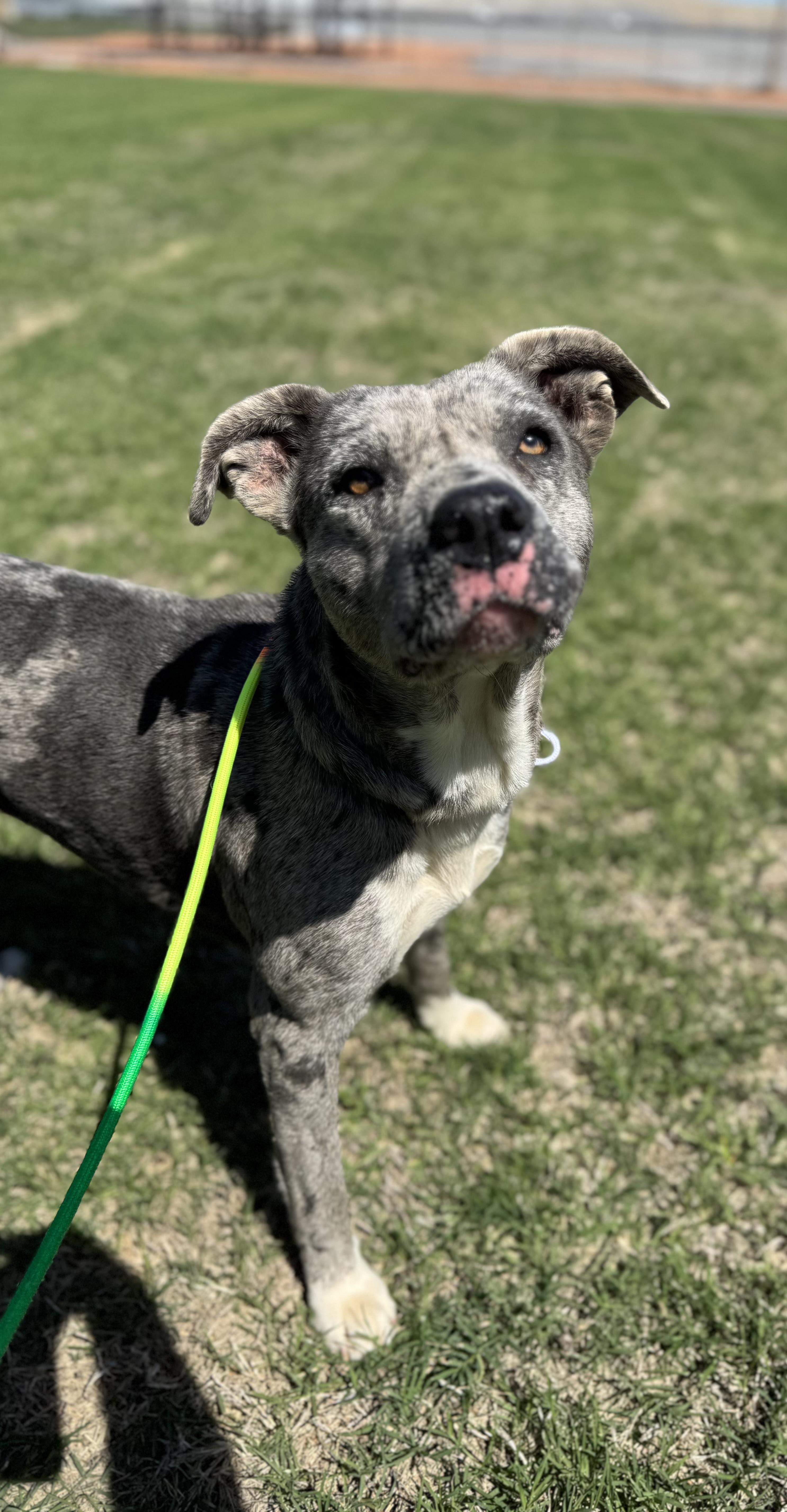 Enlarge Alice , a ADOPTABLE Mixed Breed in Chickasha, OK image 2/3
