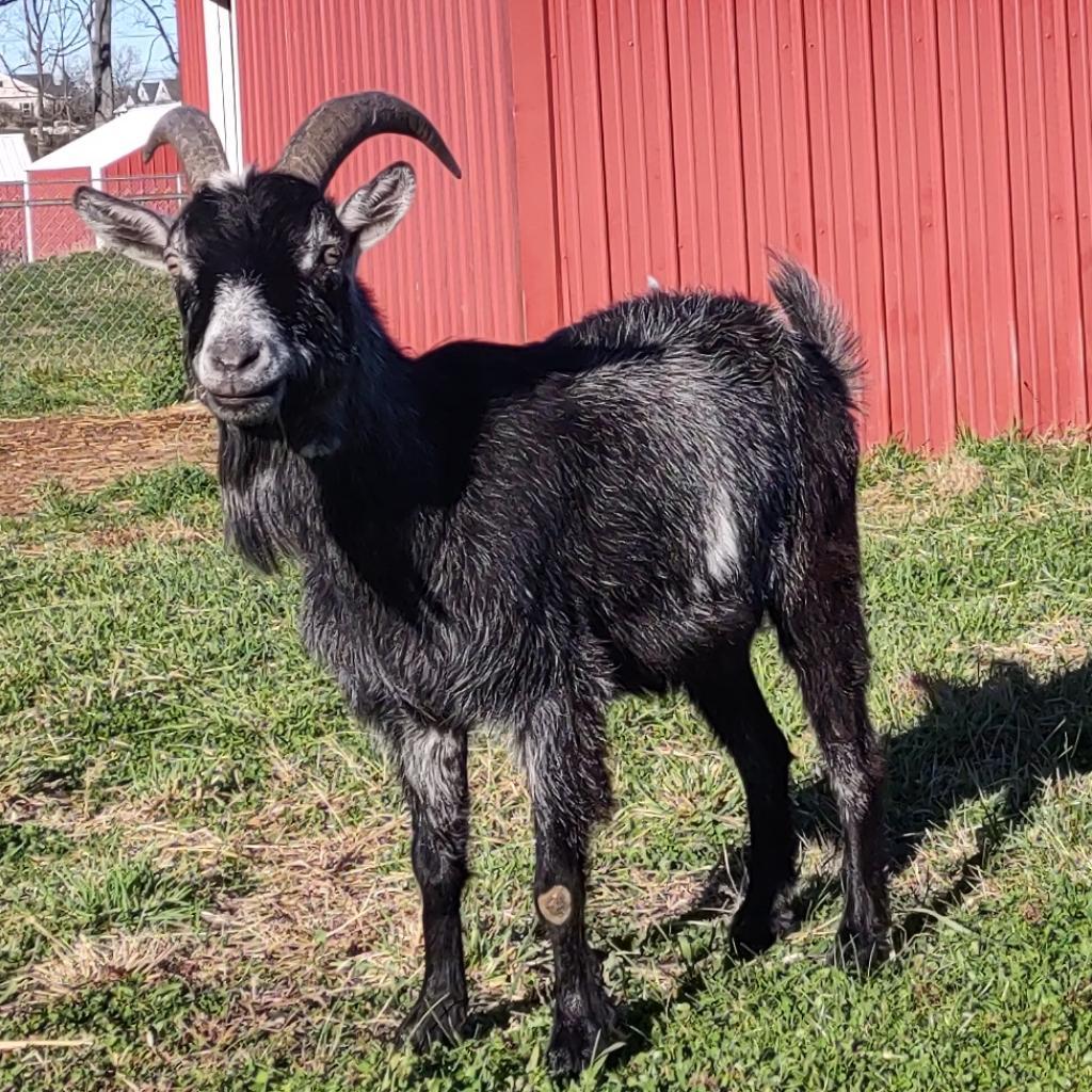 Tater, Adoptable, Senior Male Goat & Goat.