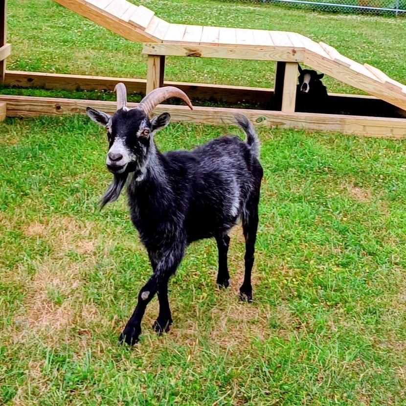 Enlarge Tater, a Adoptable mixed breed in Fairport, NY image 2/5