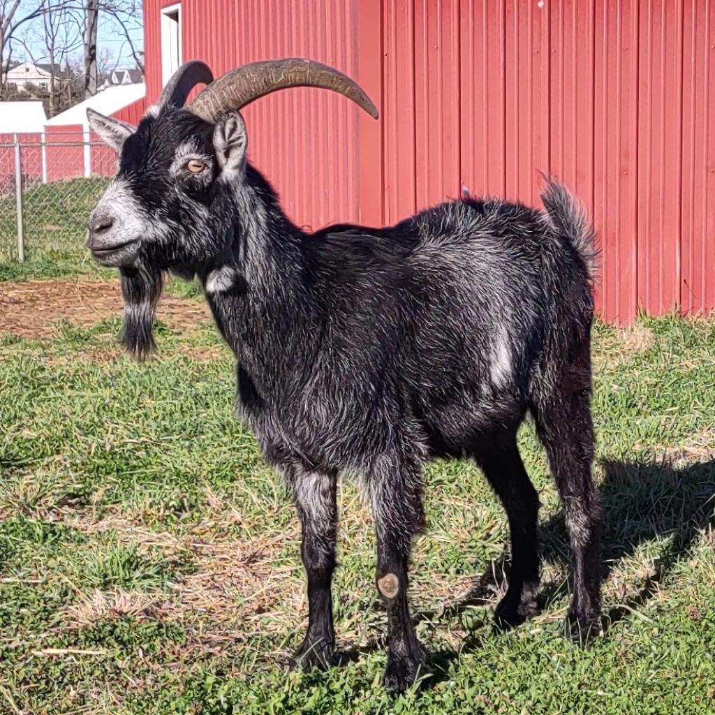 Enlarge Tater, a Adoptable mixed breed in Fairport, NY image 3/5
