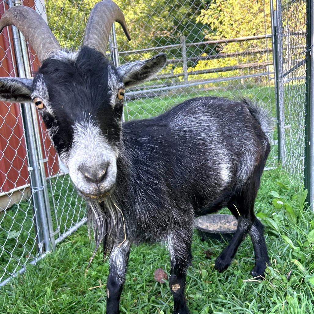Enlarge Tater, a Adoptable mixed breed in Fairport, NY image 4/5