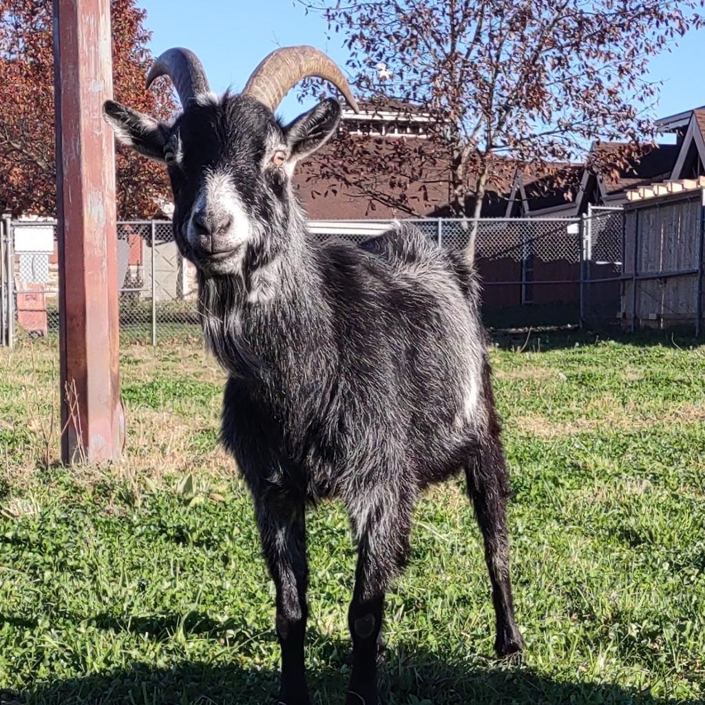 Enlarge Tater, a Adoptable mixed breed in Fairport, NY image 5/5