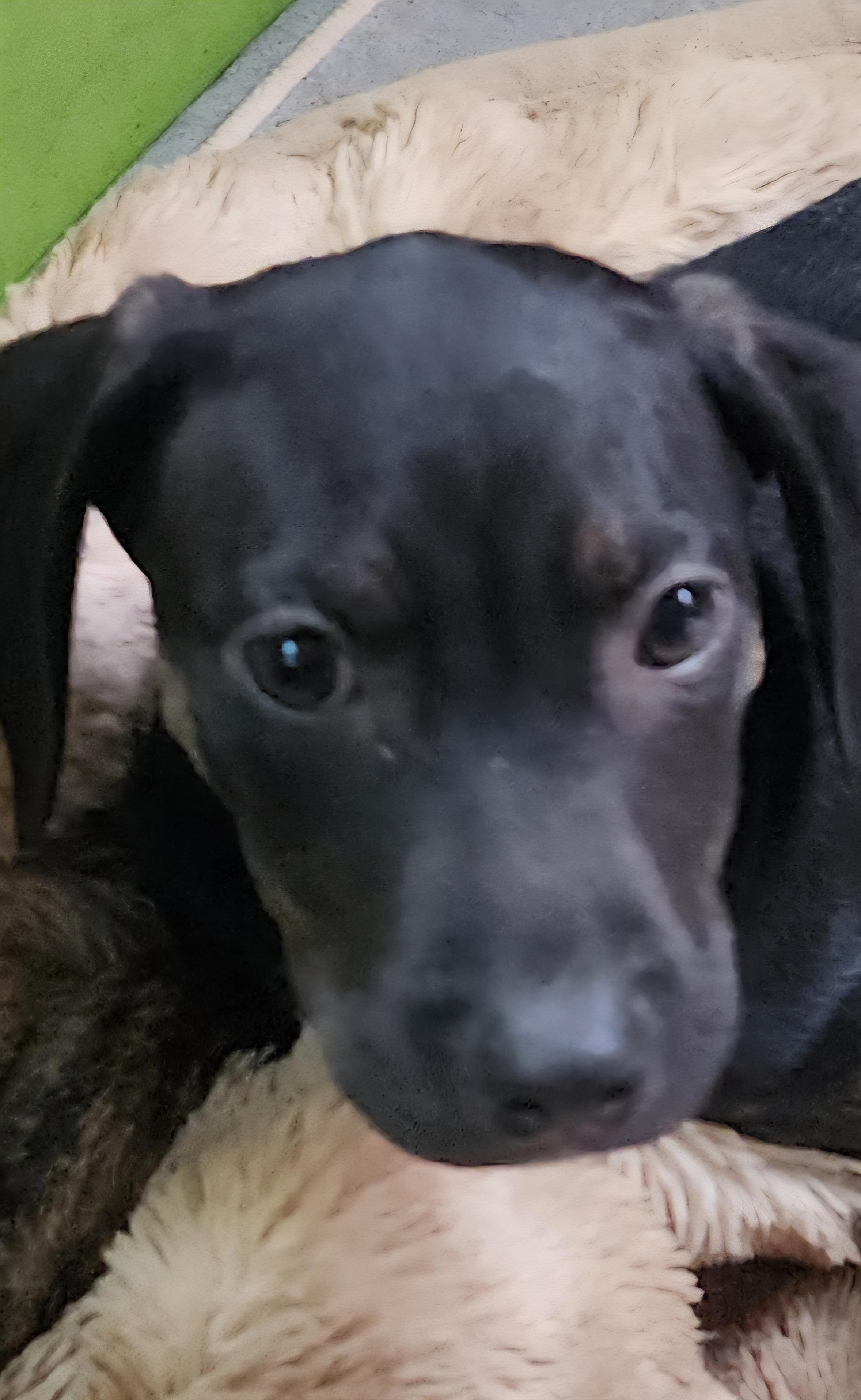 Sky Black, ADOPTABLE, Puppy Female Black Labrador Retriever.