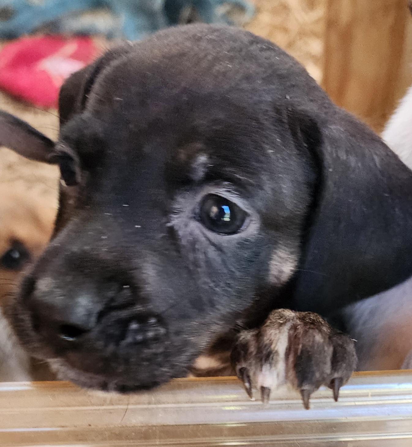 Enlarge Sky Black, a ADOPTABLE mixed breed in Lafayette, CA image 2/2