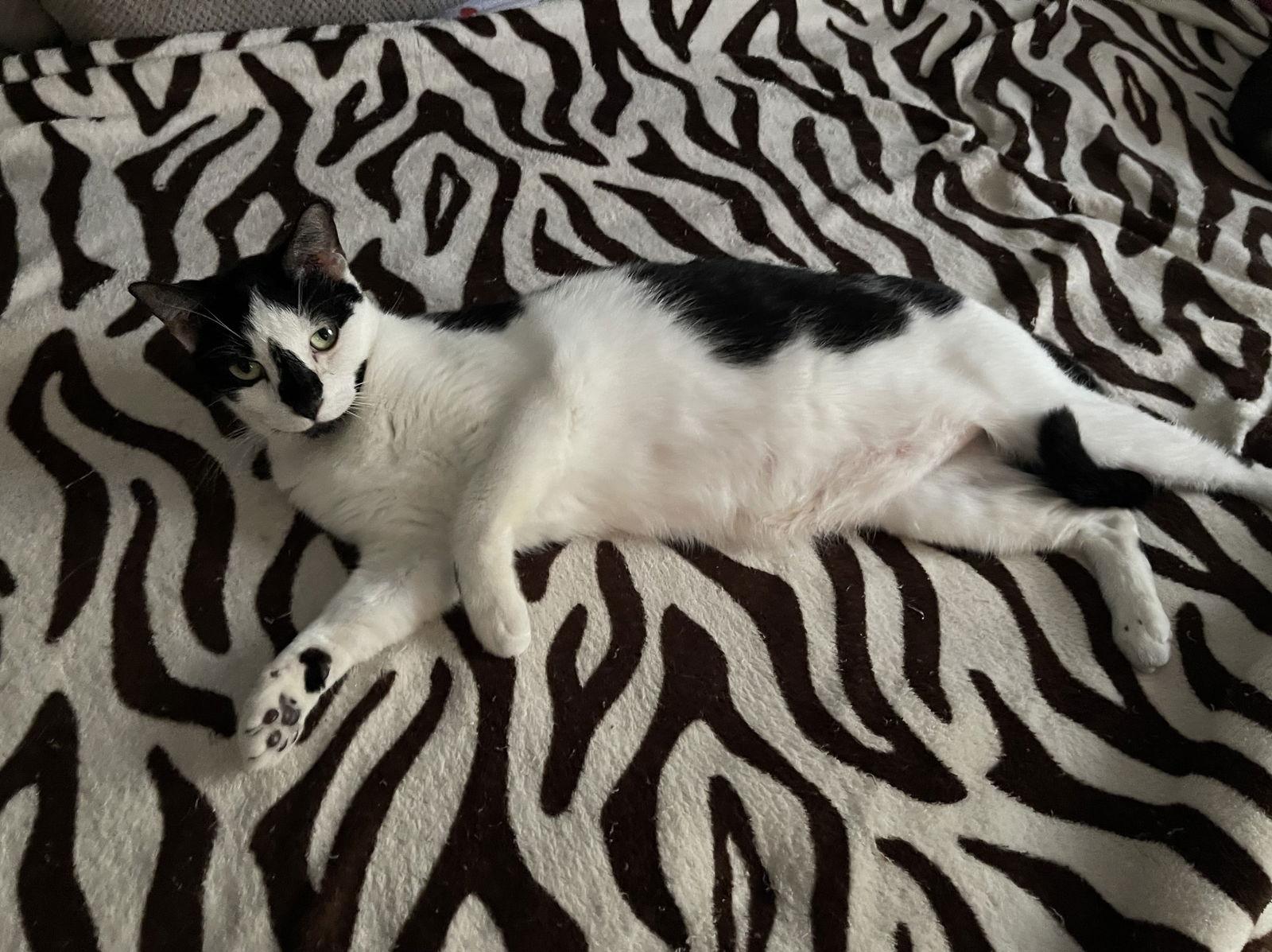 Enlarge Cait, a Adoptable Domestic Short Hair in Oviedo, FL image 1/3