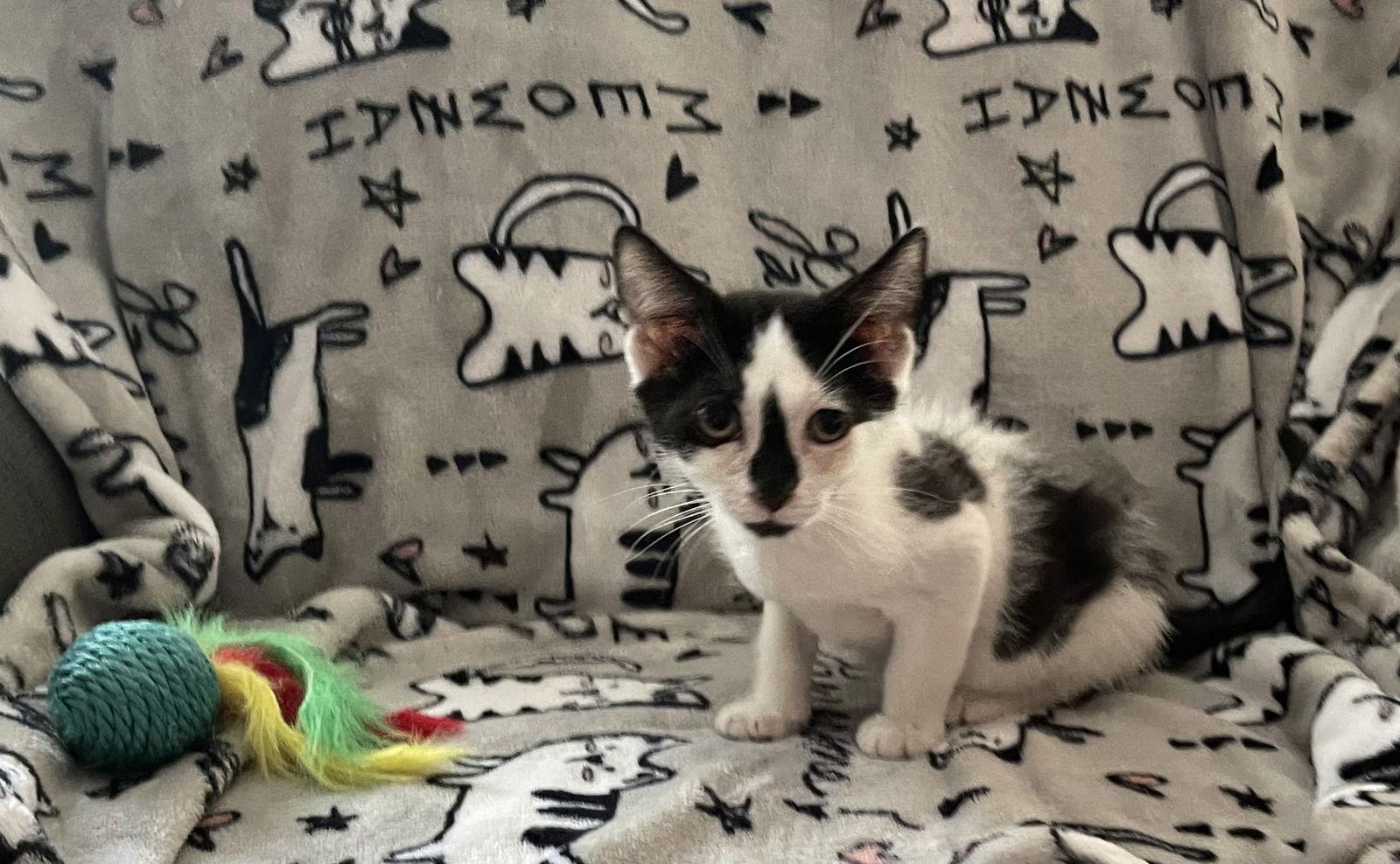 Enlarge Cait, a Adoptable Domestic Short Hair in Oviedo, FL image 2/3