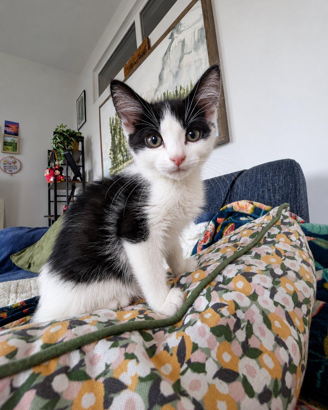 HICCUP, an adopted mixed breed in Coquitlam, BC image 4/6