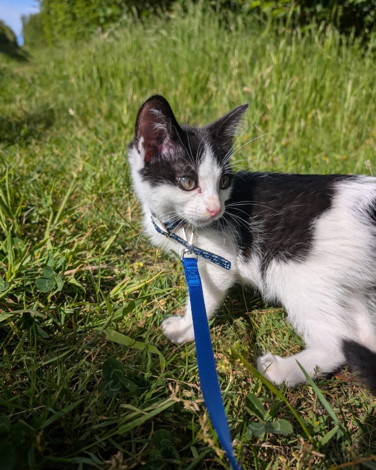 HICCUP, an adopted mixed breed in Coquitlam, BC image 5/6