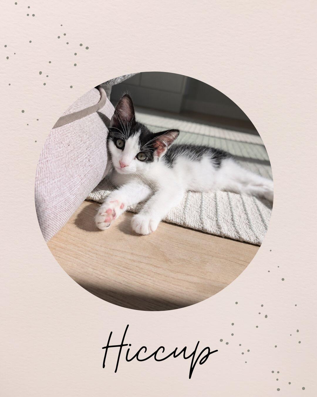 HICCUP, an adopted mixed breed in Coquitlam, BC image 1/6