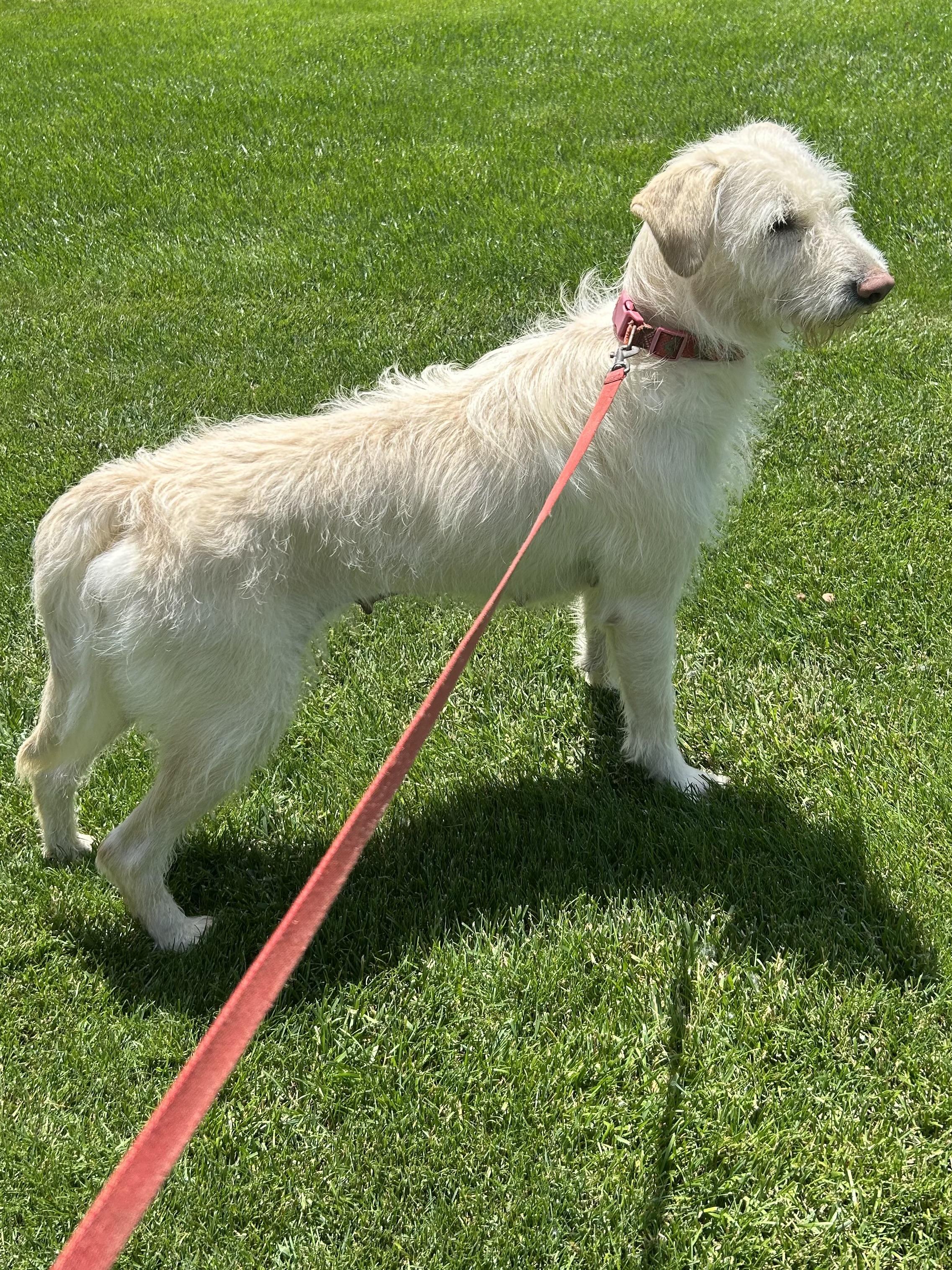 Enlarge BRIAR (ohiosdrescue(at)gmail.com), a ADOPTABLE Labradoodle in Rossford, OH image 2/4