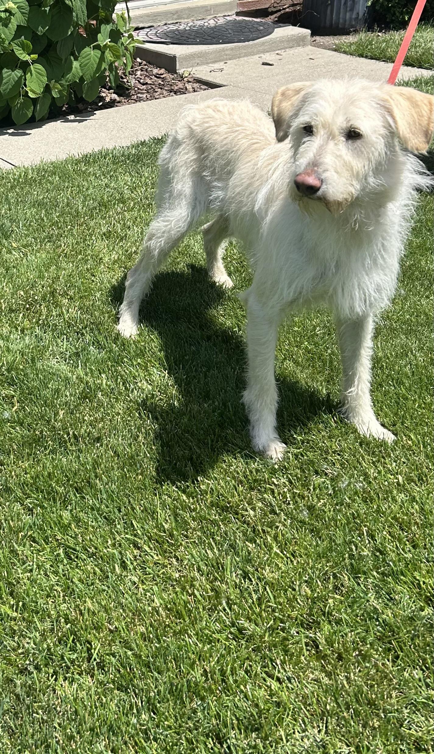 Enlarge BRIAR (ohiosdrescue(at)gmail.com), a ADOPTABLE Labradoodle in Rossford, OH image 4/4