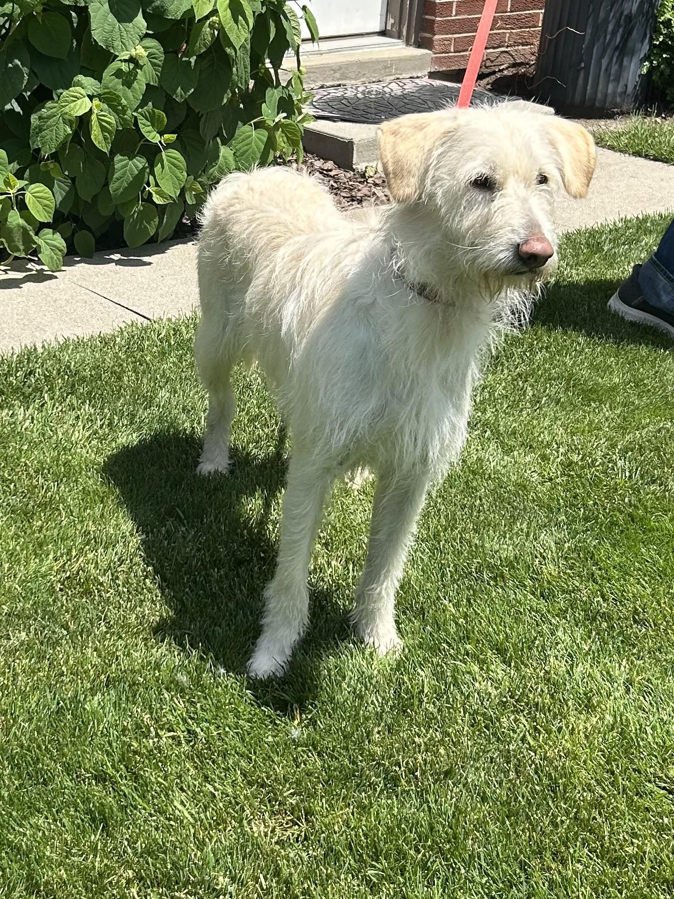 BRIAR (ohiosdrescue(at)gmail.com), ADOPTABLE, Adult Female Labradoodle.