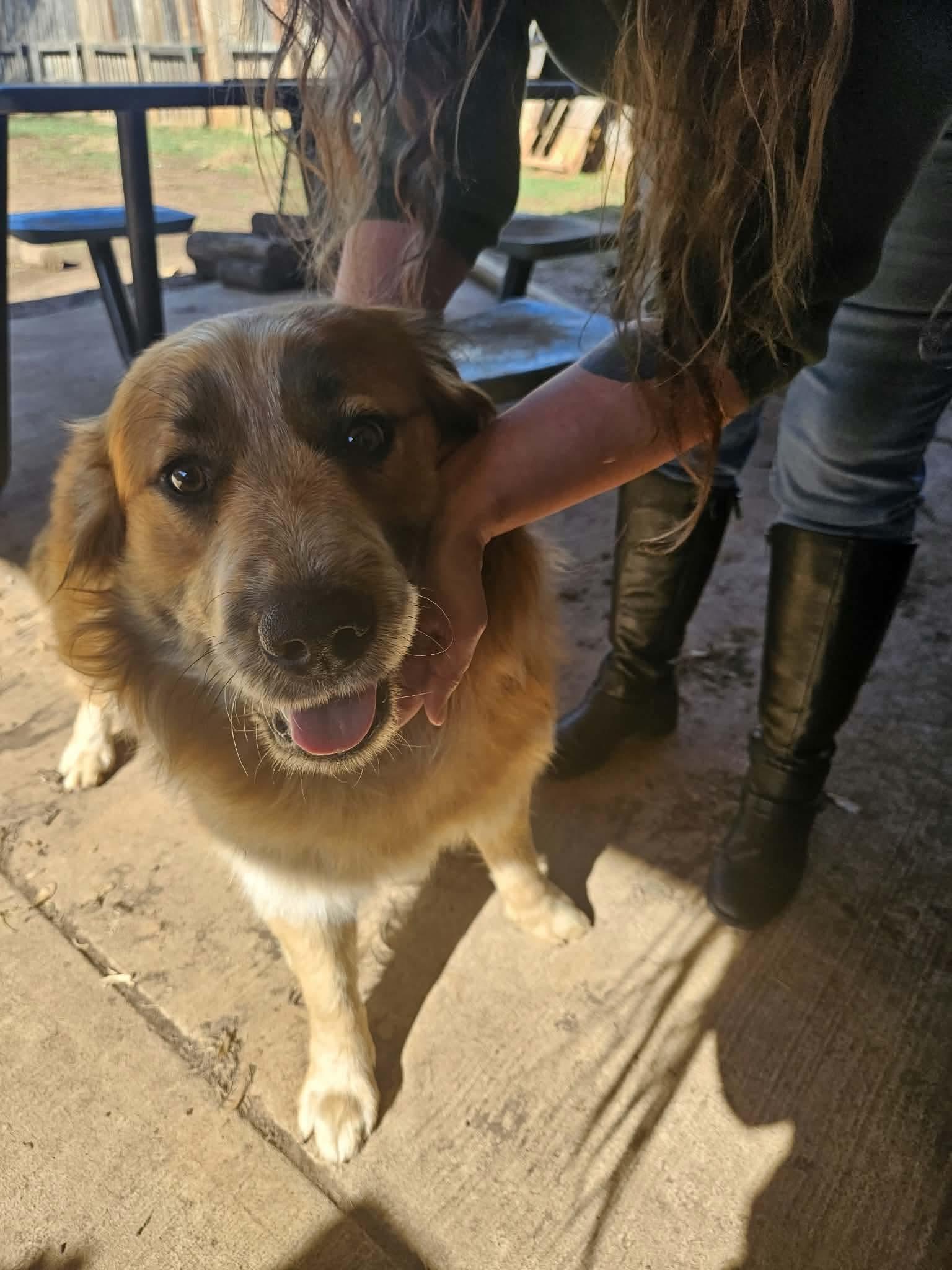 Enlarge Buddy, a Adoptable mixed breed in Noble, OK image 2/2