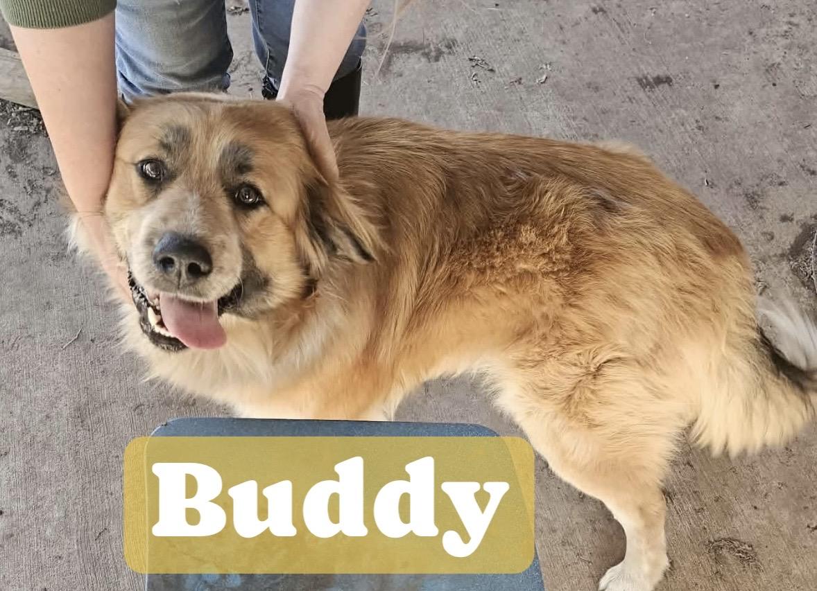 Enlarge Buddy, a Adoptable mixed breed in Noble, OK image 1/2