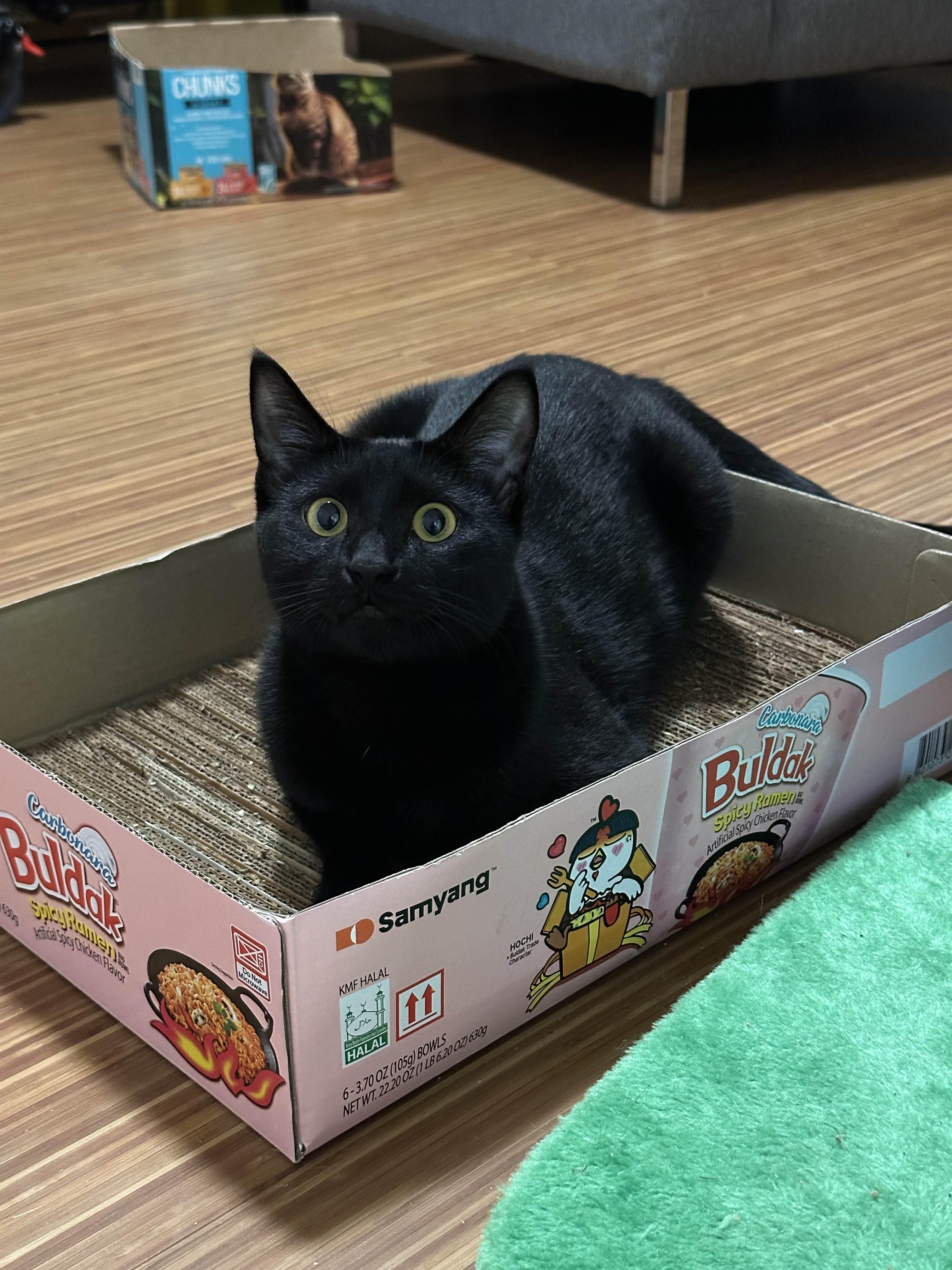 Enlarge Magnus, a Adoptable Domestic Short Hair in Cleveland, OH image 1/5