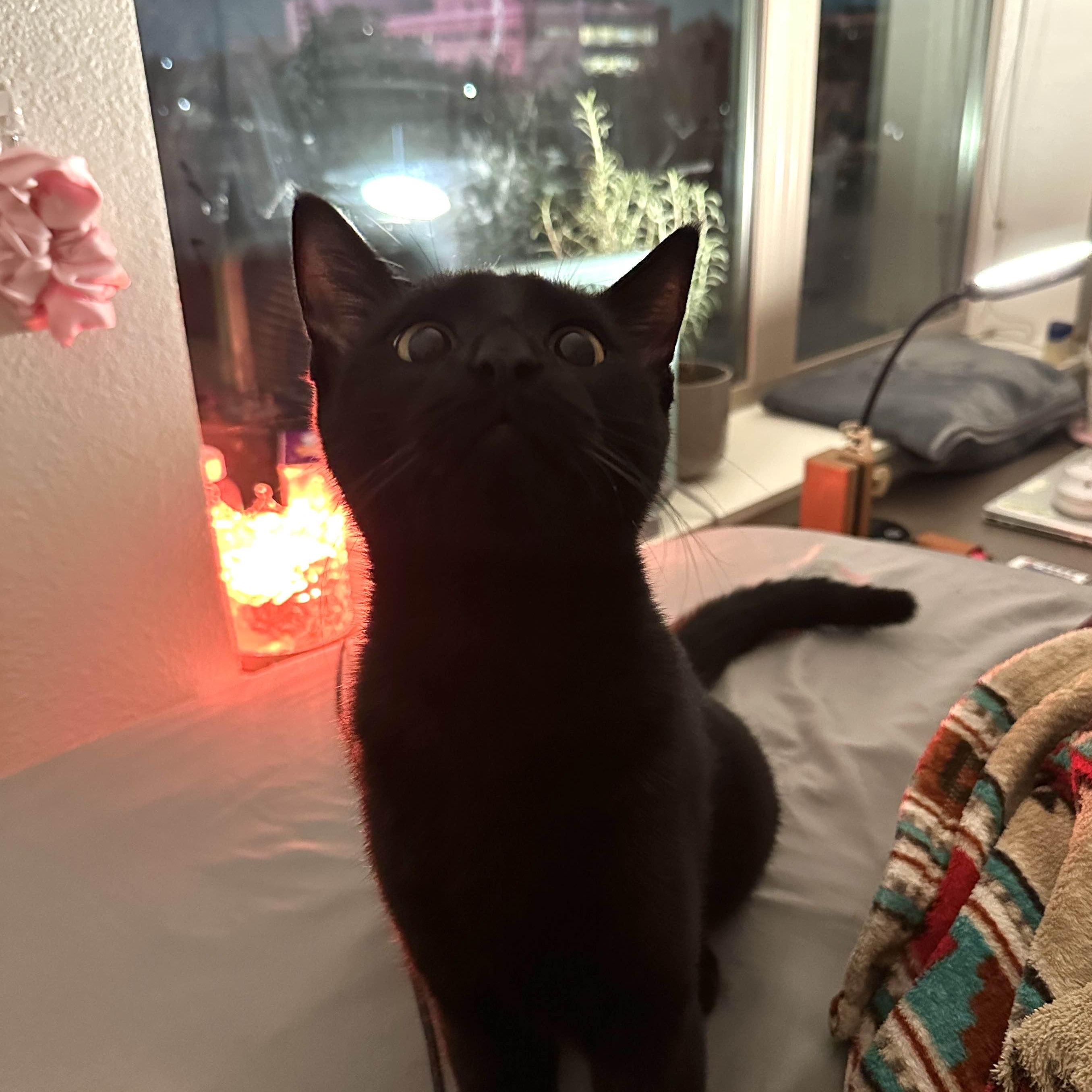 Enlarge Magnus, a Adoptable Domestic Short Hair in Cleveland, OH image 3/5