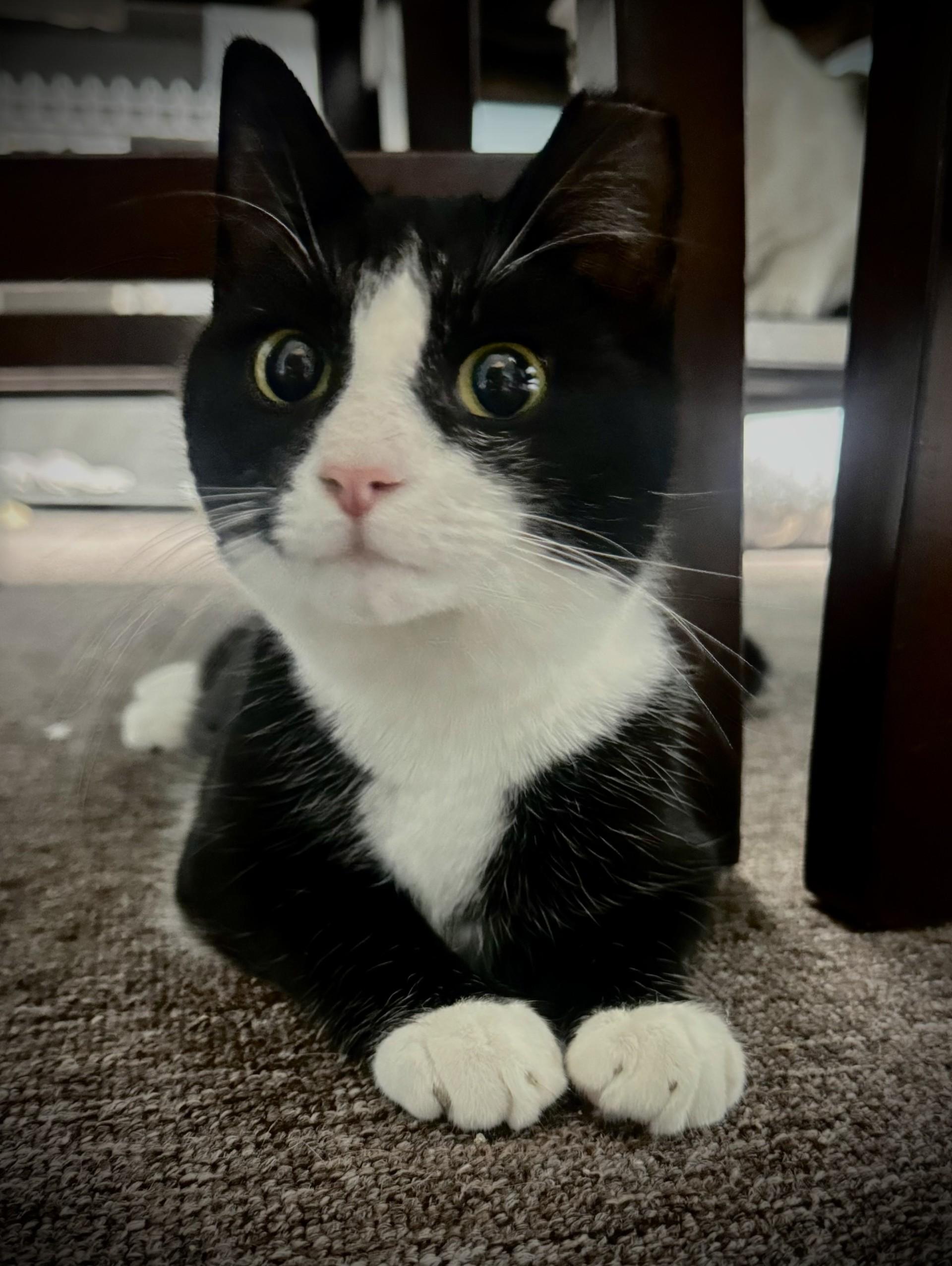 Enlarge Simba, an adopted Domestic Short Hair in Pottsville, PA image 2/4