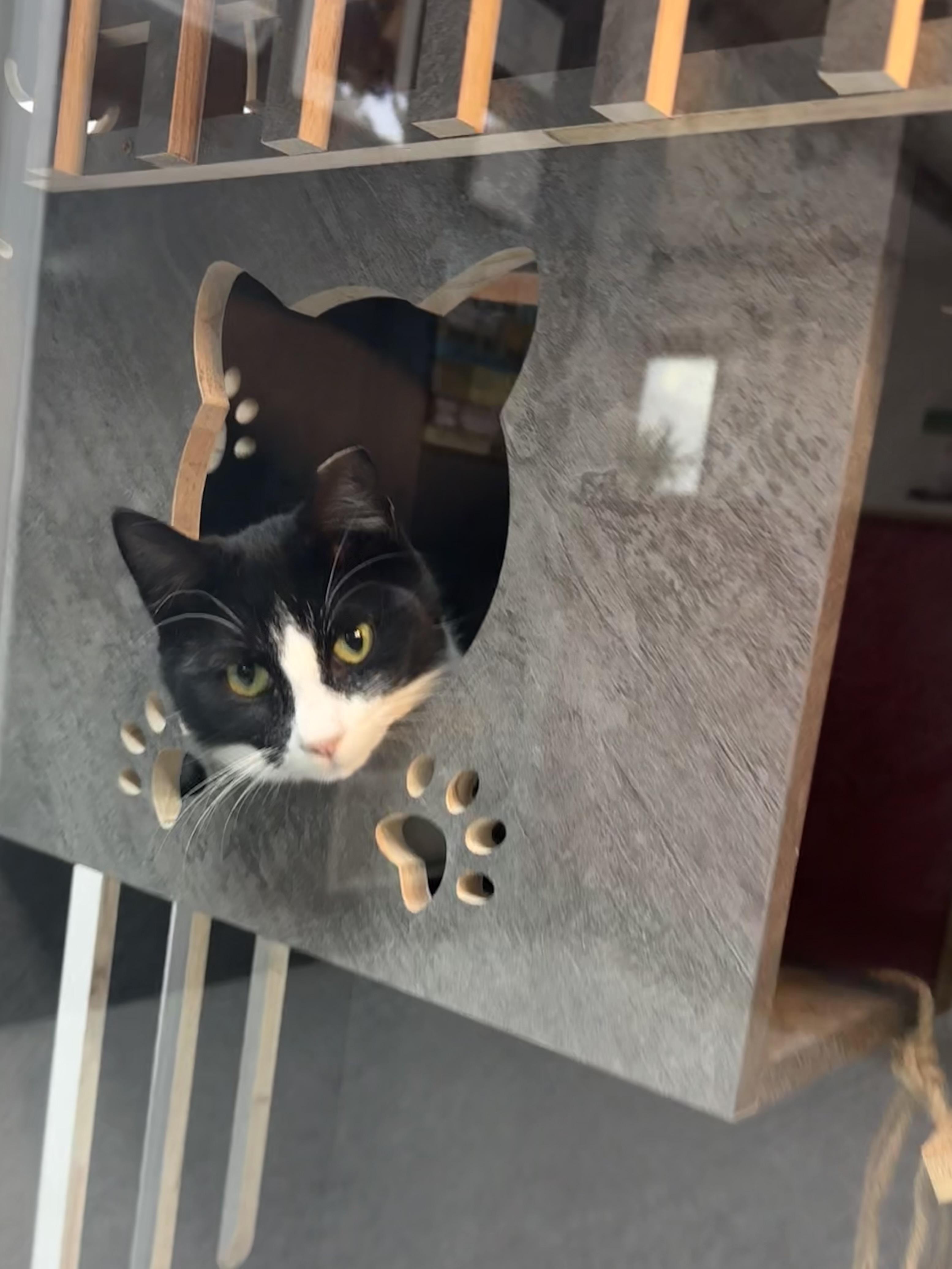 Enlarge Simba, an adopted Domestic Short Hair in Pottsville, PA image 4/4