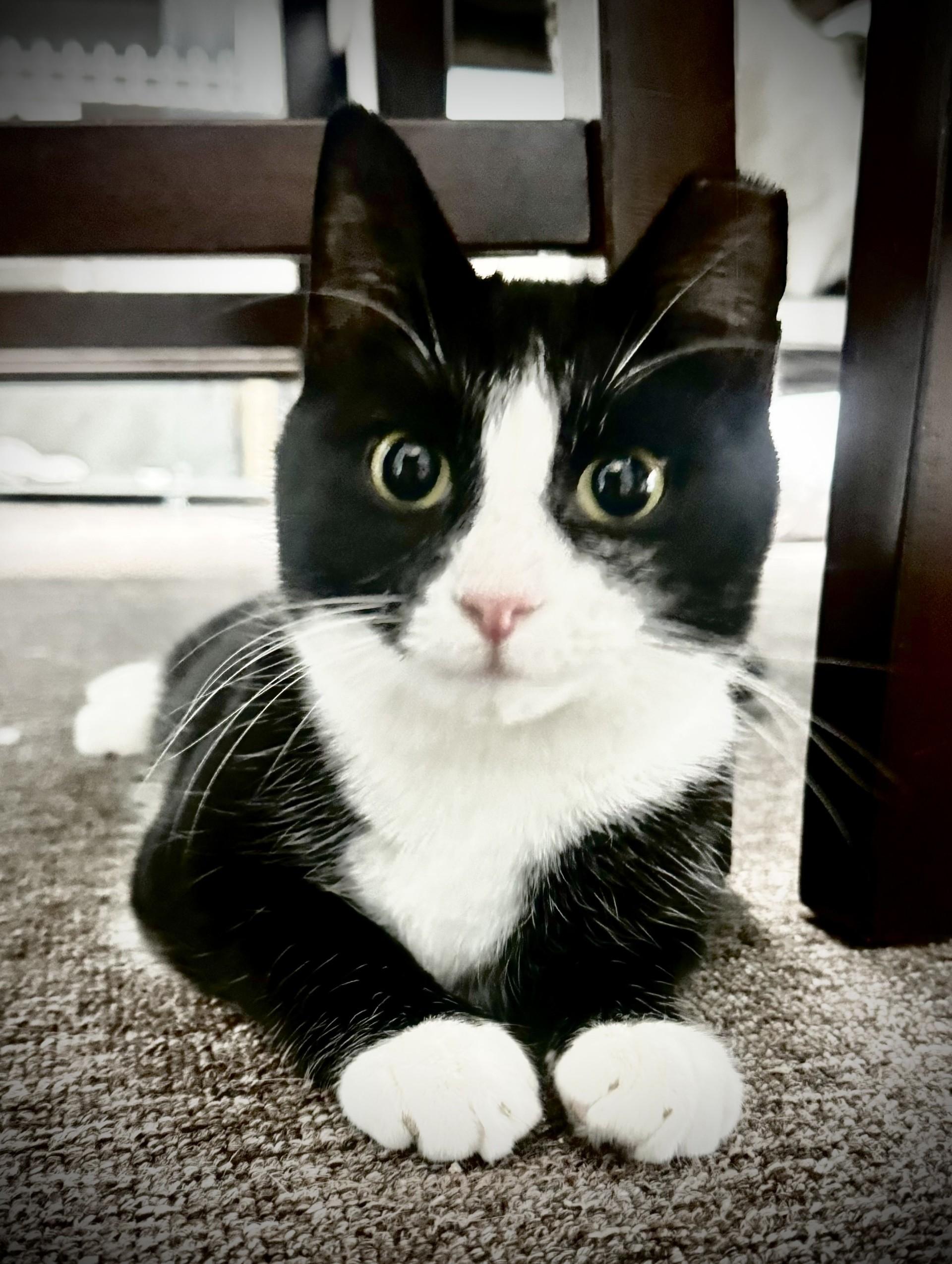 Simba, adopted, Adult Male Domestic Short Hair.