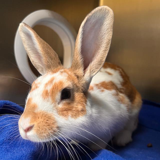 SAFFRON, Adoptable, Young Male Bunny Rabbit.
