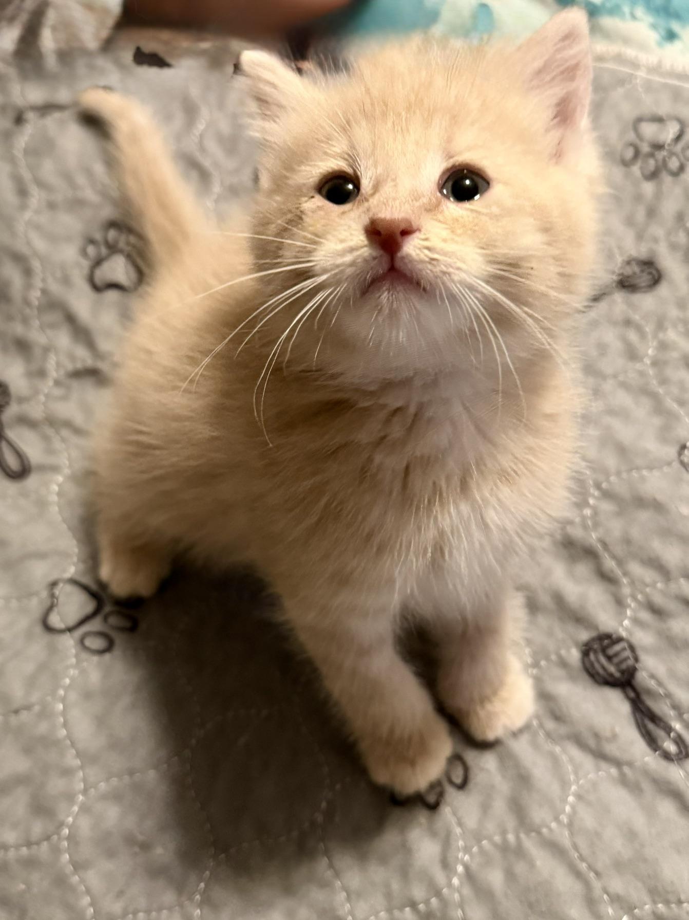 Westley, adopted, Kitten Male Domestic Short Hair.